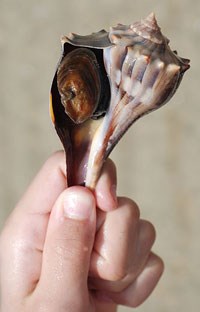LightningWhelk A white colored sea shell with opening to the left being held up with a hand by the tail end