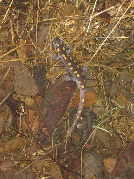 A black salamander with yellow dots