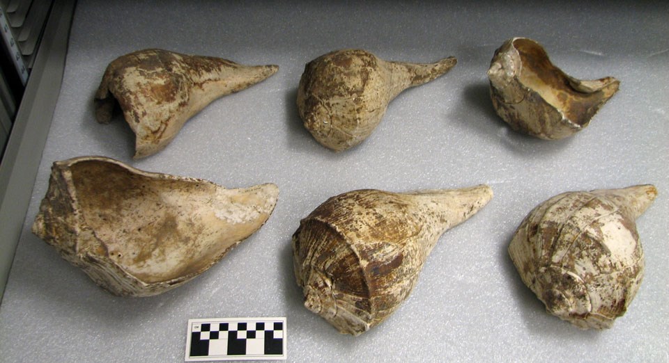 A group of six white-colored shells with large ends on left and small end on right, all on top of a white foam sheet
