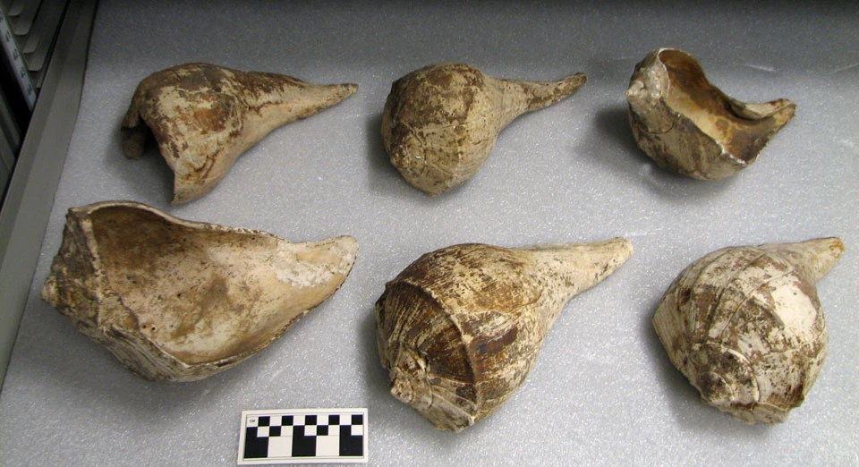 Whelk Shells A group of six white-colored shells with large ends on left and small end on right, all on top of a white foam sheet