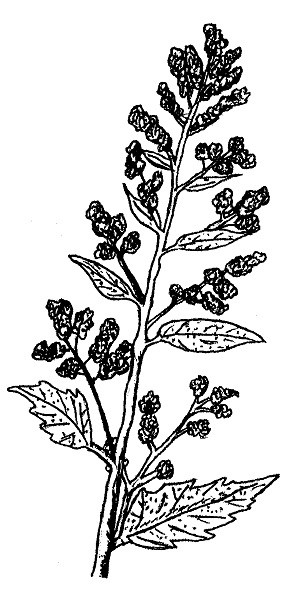 ink drawing of a chenopodium plant.