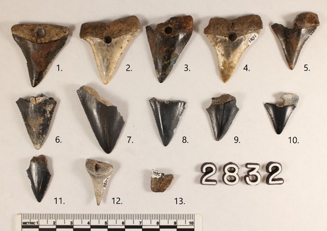13 shark teeth arranged in 4 rows