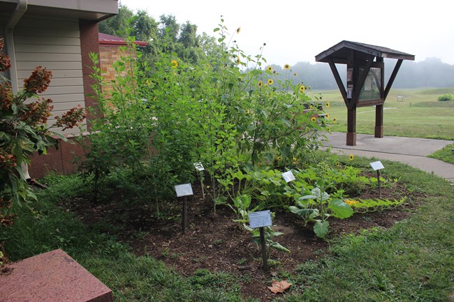 garden plants grow in thick grouping in front of a visitor center building bordered by a sidewalk.