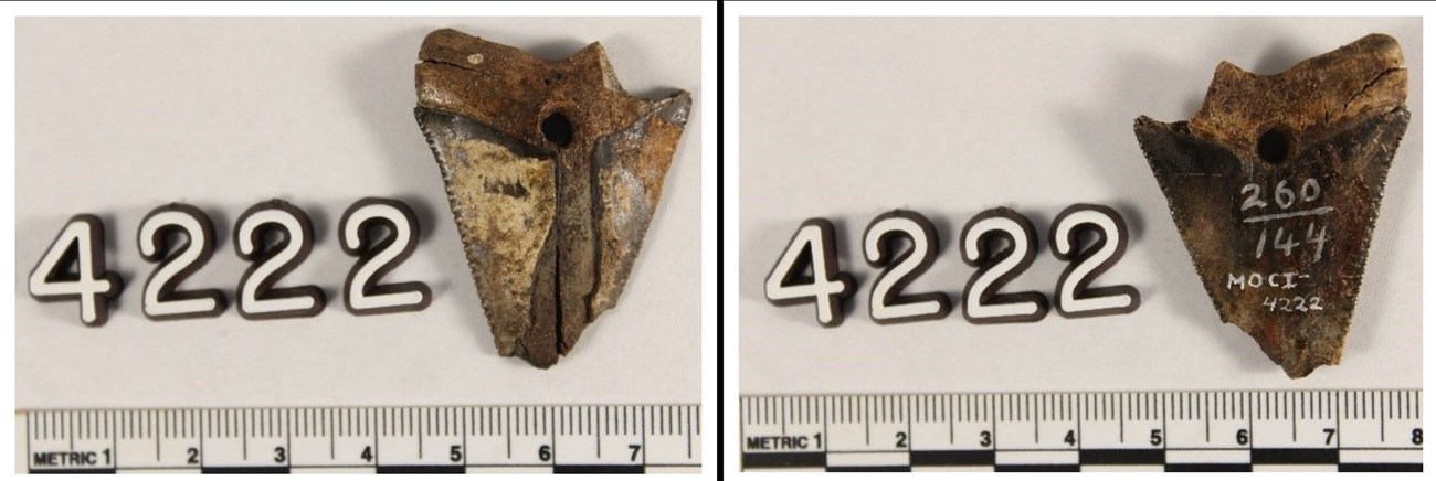 lt= side by side photos of one large shark tooth showing front and back of tooth.