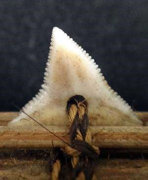 lt= serrated shark tooth drilled and attached to a wooden shaft.