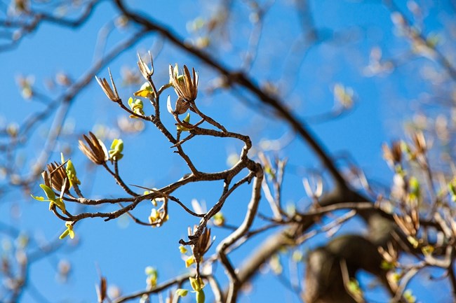 leaf buds on tree branches