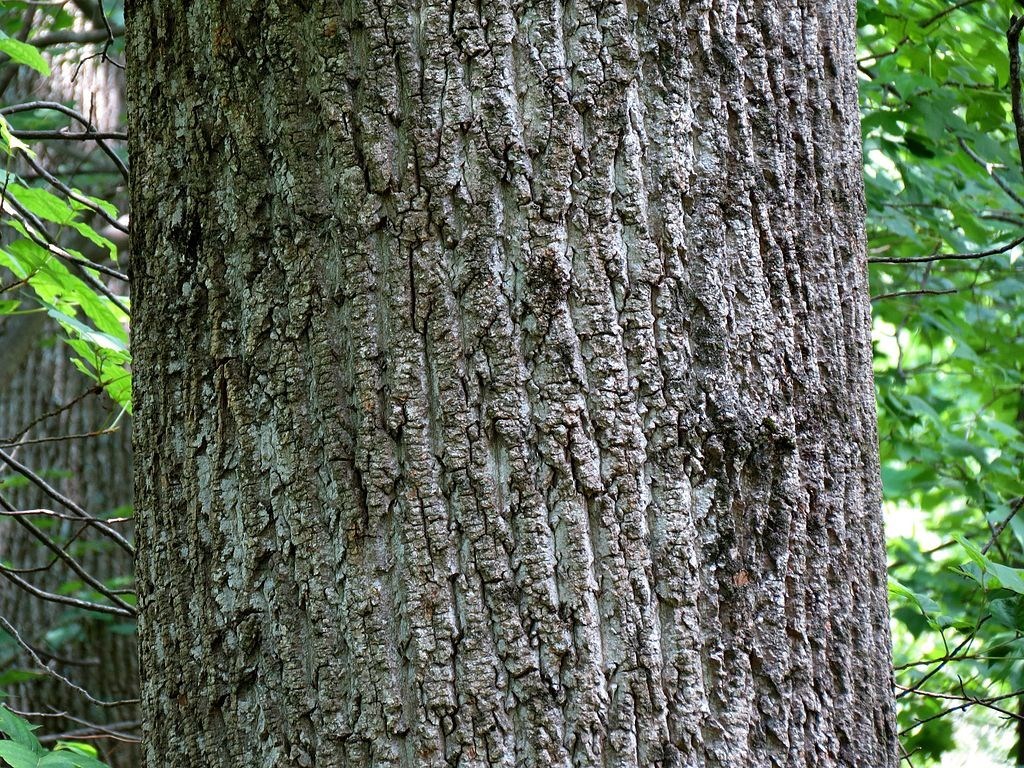 close-up image of smooth gray tree bark.