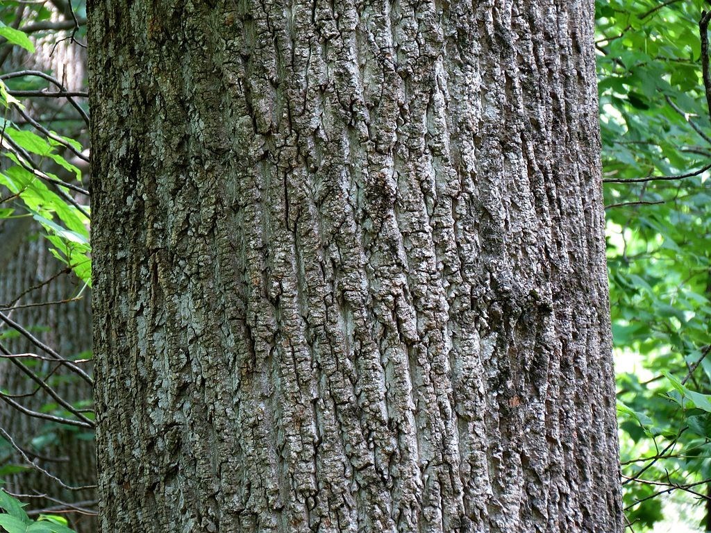 The bark of the tulip poplar. close-up image of smooth gray tree bark.
