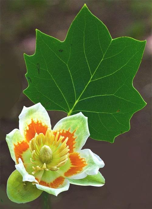 yellow, orange and green flower.