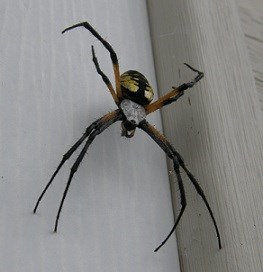 Black & Yellow Garden Spider