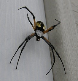 Black & Yellow Garden Spider Black & Yellow Garden Spider