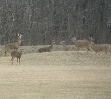 Deer at MCG Several deer standing on grass