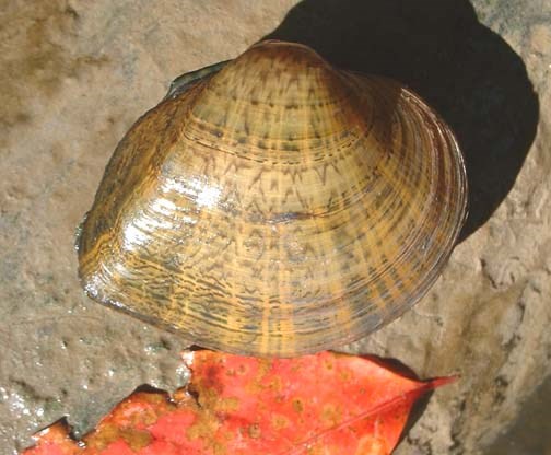 A closed mussel shell with dark stripe horizontal patterns on its brown shell A closed mussel shell with dark stripe horizontal patterns on its brown shell
