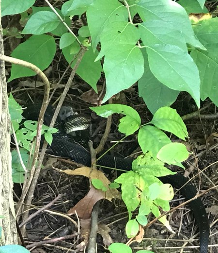 A black snake curls up beneath the leaves of a tree, next to its trunk