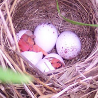 Field sparrow eggs and chicks hatching at Seip Earthworks. Field sparrow eggs and chicks hatching at Seip Earthworks.