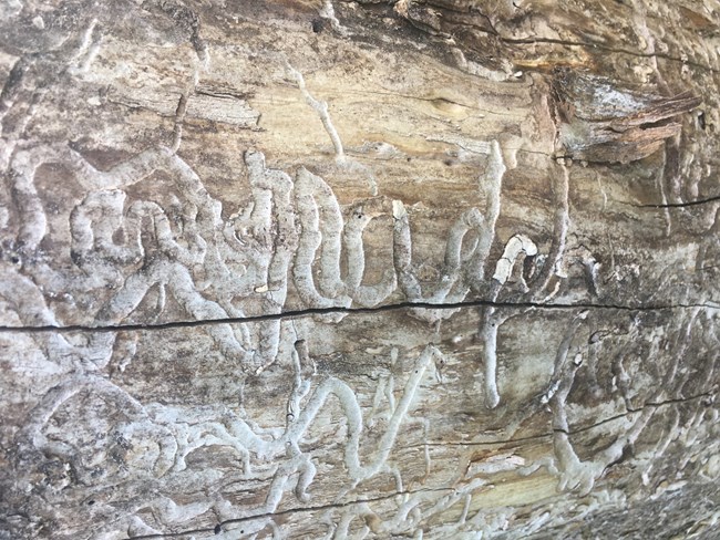Channels dug by emerald ash borer. s-shaped tunnels on trunk of tree.