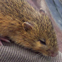 Several mammal inventories have been conducted in recent years. Several mammal inventories have been conducted in recent years.