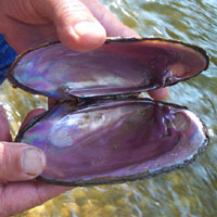 Mussel shell from Paint Creek. Mussel shell from Paint Creek.