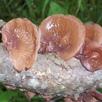 Fungi on tree at Mound City Group.