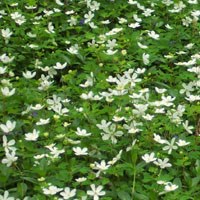 Flowering plants at the Mound City Group.