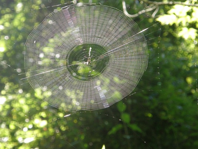 Spider web at VC A circular spider web with smaller circles woven into it hangs in front of trees
