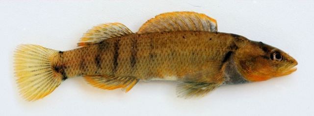 Tippecanoe Darter female A tan colored fish with two fins on top and three fins on the bottom