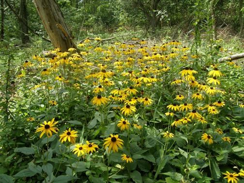 Rudbeckia hirta (black-eyed susan) in full-bloom at Mound City Group