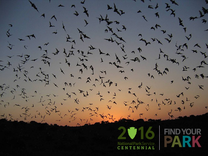 Bats-in-Sky - Jon Reichard