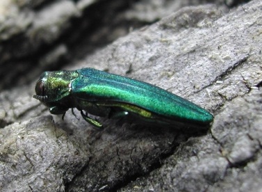 Emerald Ash Borer (EAB)