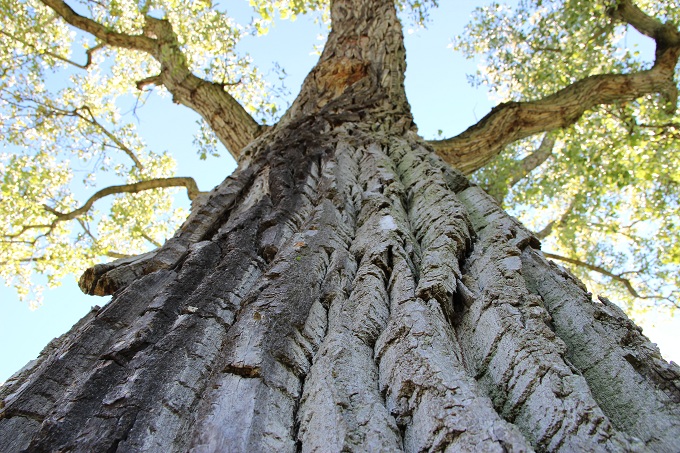 MCG Cottonwood