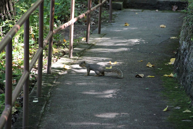 MCG Fox Squirrel