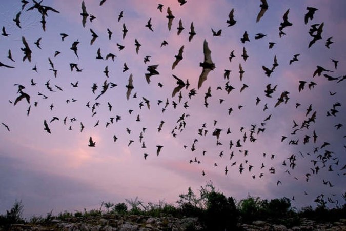 Bats flying at dusk