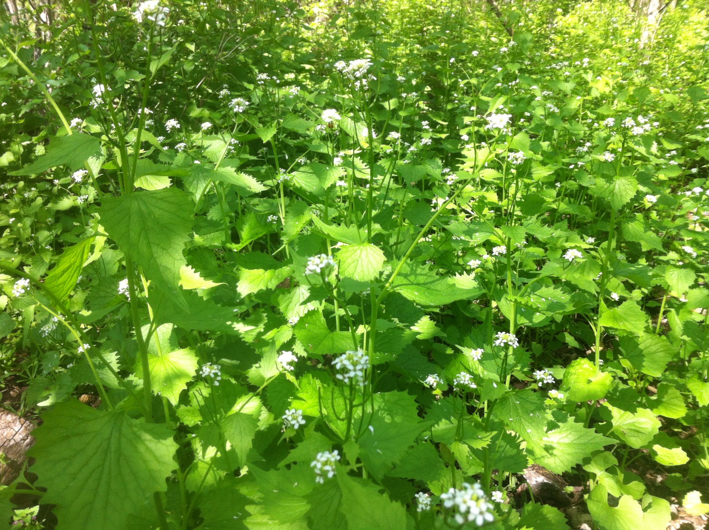 Help the park remove garlic mustard. a large patch of green weeds.