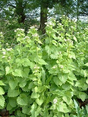 Garlic Mustard