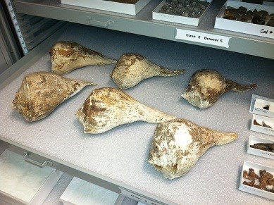 Whelk Shells in collections