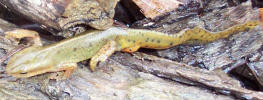 Red-spotted newt from pond at Hopewell Mound Group.