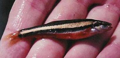 Rivers bordering the park are home to many fish species.