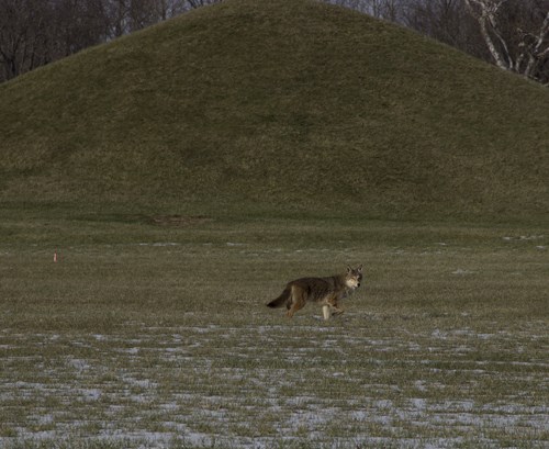 CoyoteMound7 A large grey and brown coyote strolls in the snow-covered grass in front of a large earthen mound.
