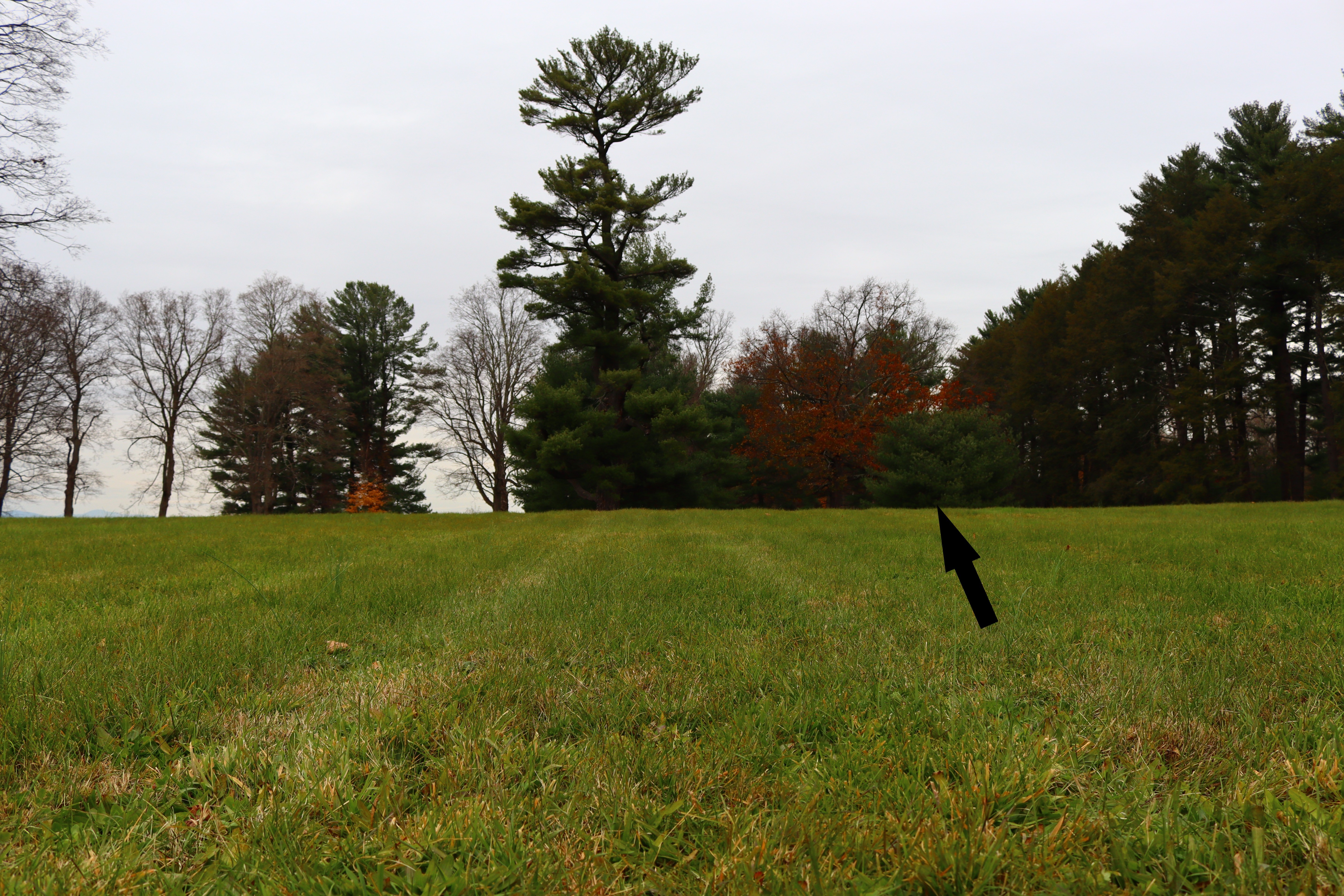 Low angle shot of a field of green grass with a raised section. A black arrow points to this section. Trees are visible in the background.