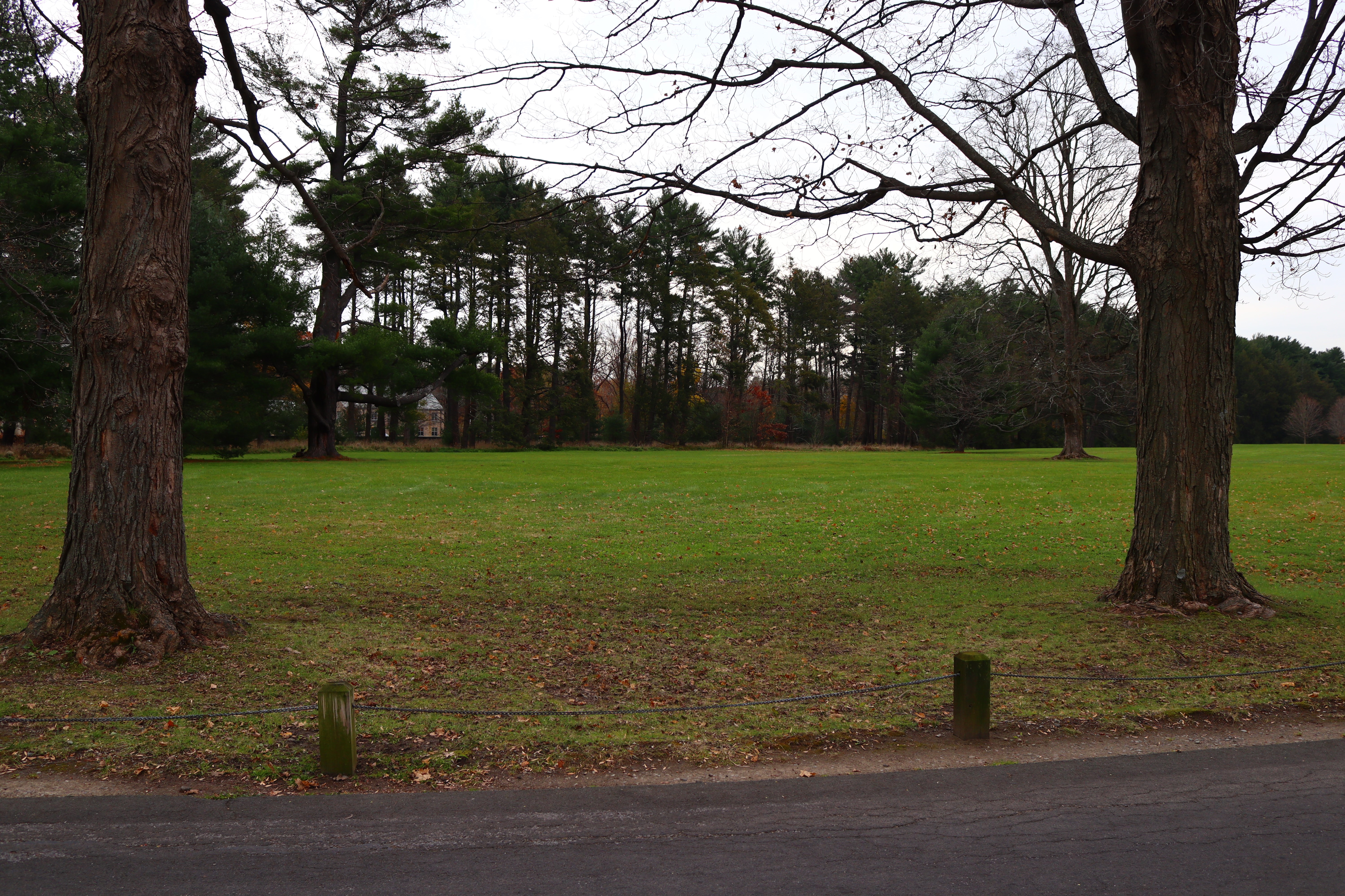 Two large trees stand on either side of a grassy field. More trees are beyond the field. 