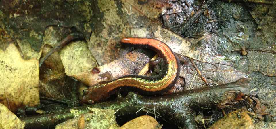 Red-Backed Salamander Red-Backed Salamander