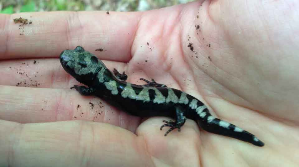 Marbled Salamander Marbled Salamander