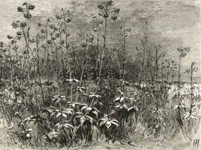 A drawing of naturalized lilies growing in grass.