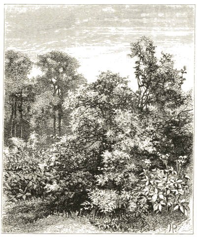 Drawing of a wild garden from William Robinson's book The Wild Garden.