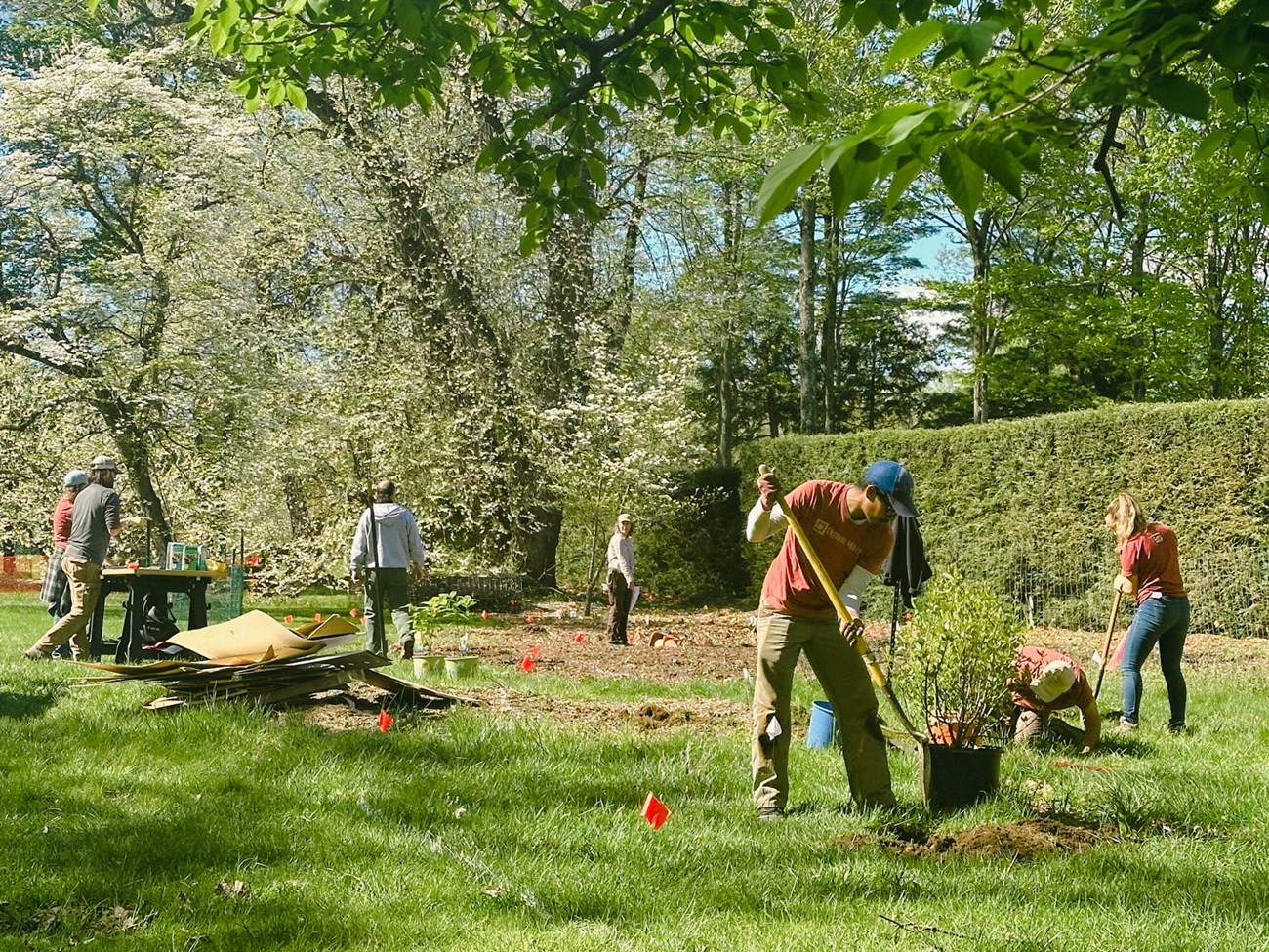 A group of people planting shrubs.