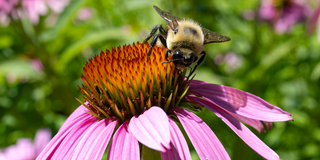 A fuzzy bumble bee rests on a flower with pink petals