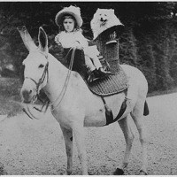 FDR Riding a Donkey