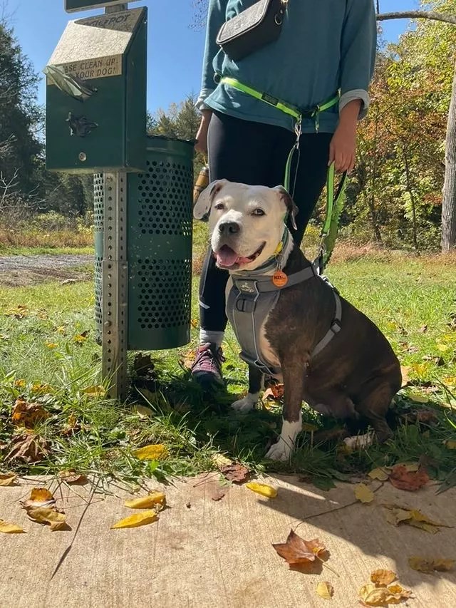 Brown and white dog sitting with visitor near trash receptacle and bag dispensary