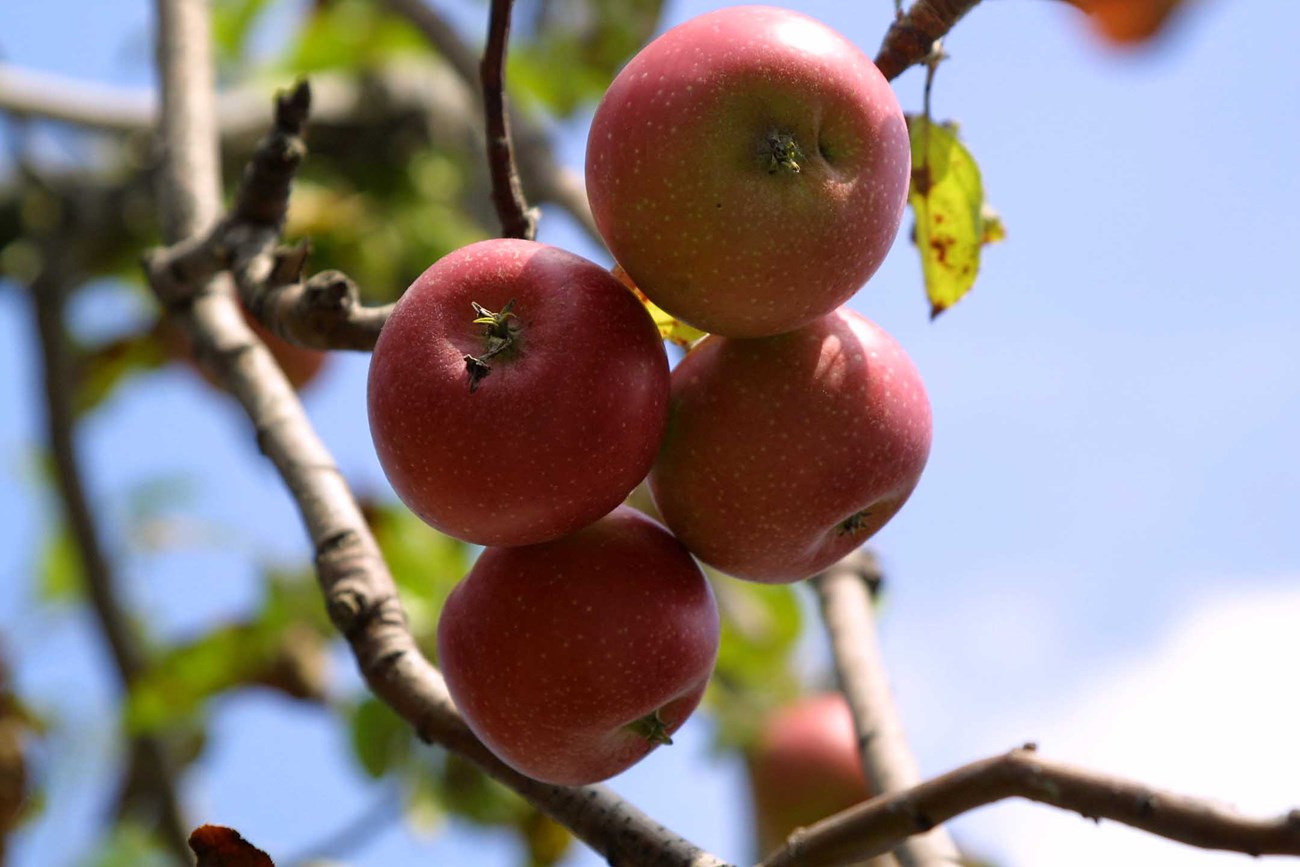 A grouping of 4 apples hanging from a tree.