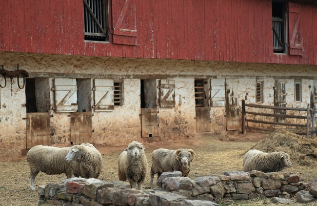 Flock of sheep stand in barnyard.